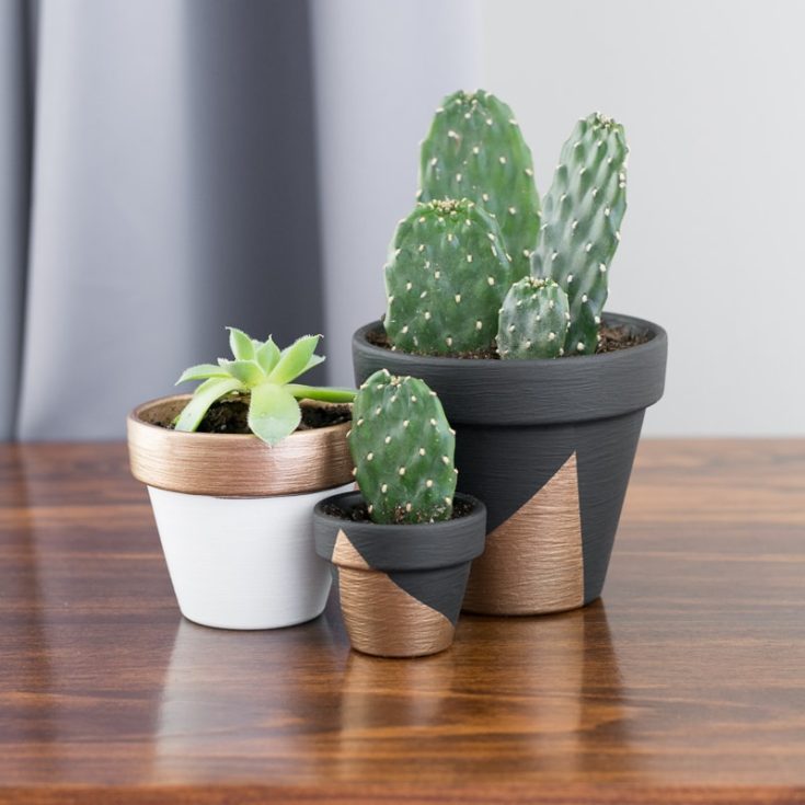 How to Plant Succulents in Pots Without Drainage Holes
