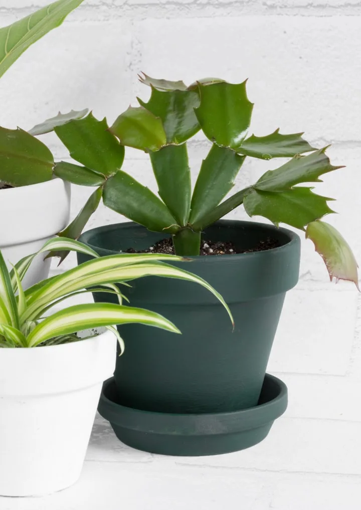 How to Paint Terracotta Pots & the Best Paint for Terracotta Pots