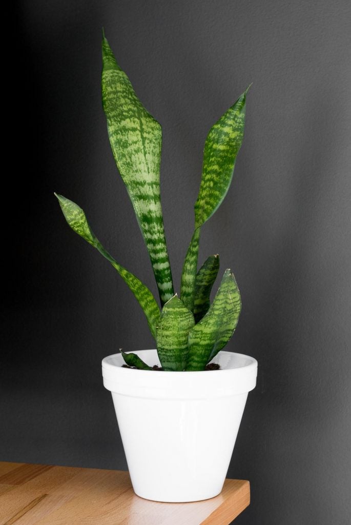 Learn about the different ways to cover drainage holes in pots!