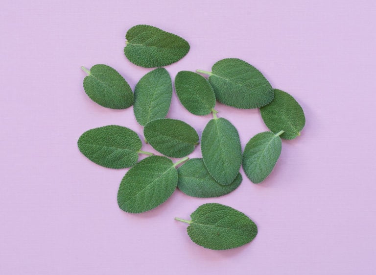 sage leaves