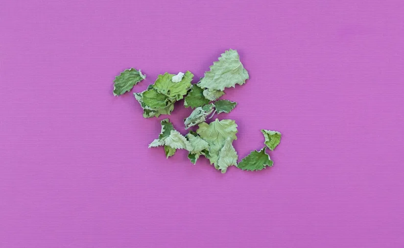 5 ways to preserve your summer herbs to enjoy them all year long