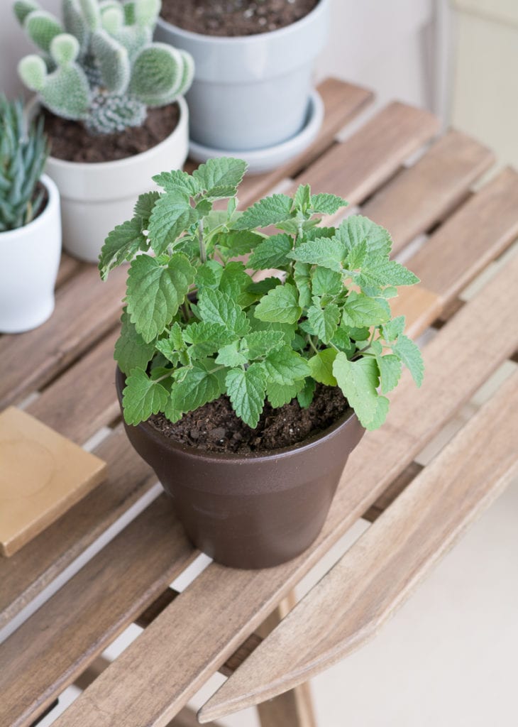 pot of catnip