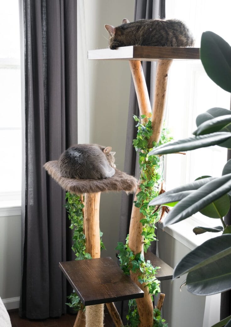 Cat Lovers Learn How To Make A DIY Cat Tree Using Real Branches