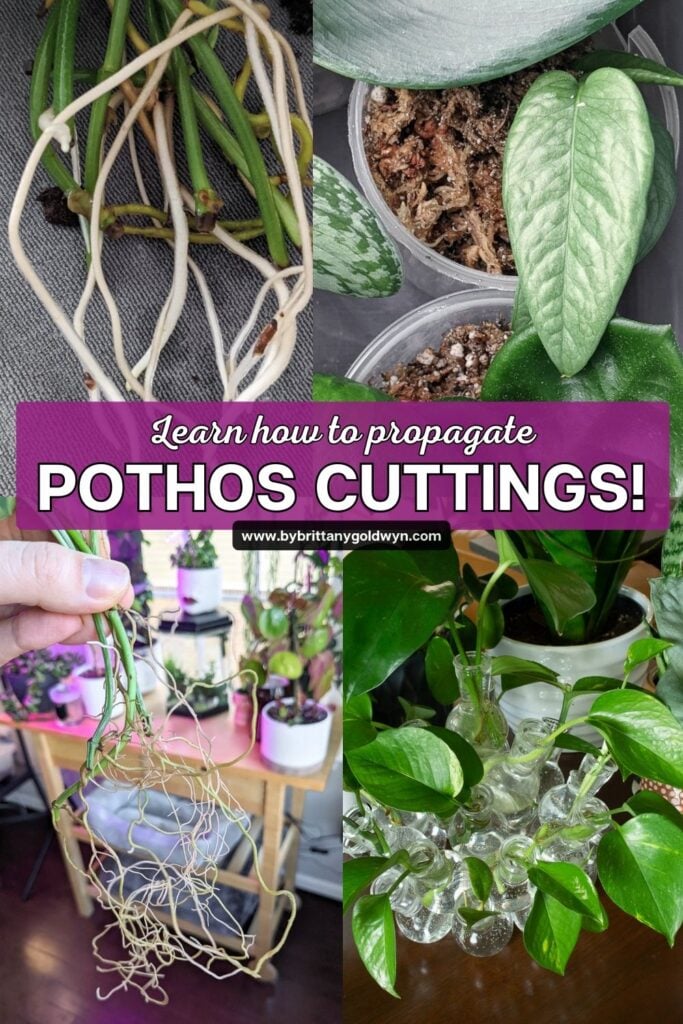 collage that says learn how to propagate pothos cuttings