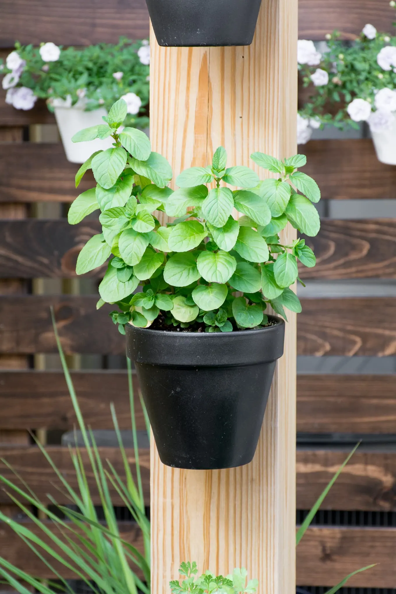 hanging pot of herbs
