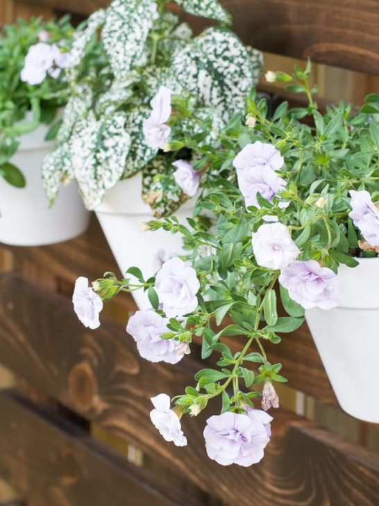 Why I Love Pot Clips for Hanging Pots