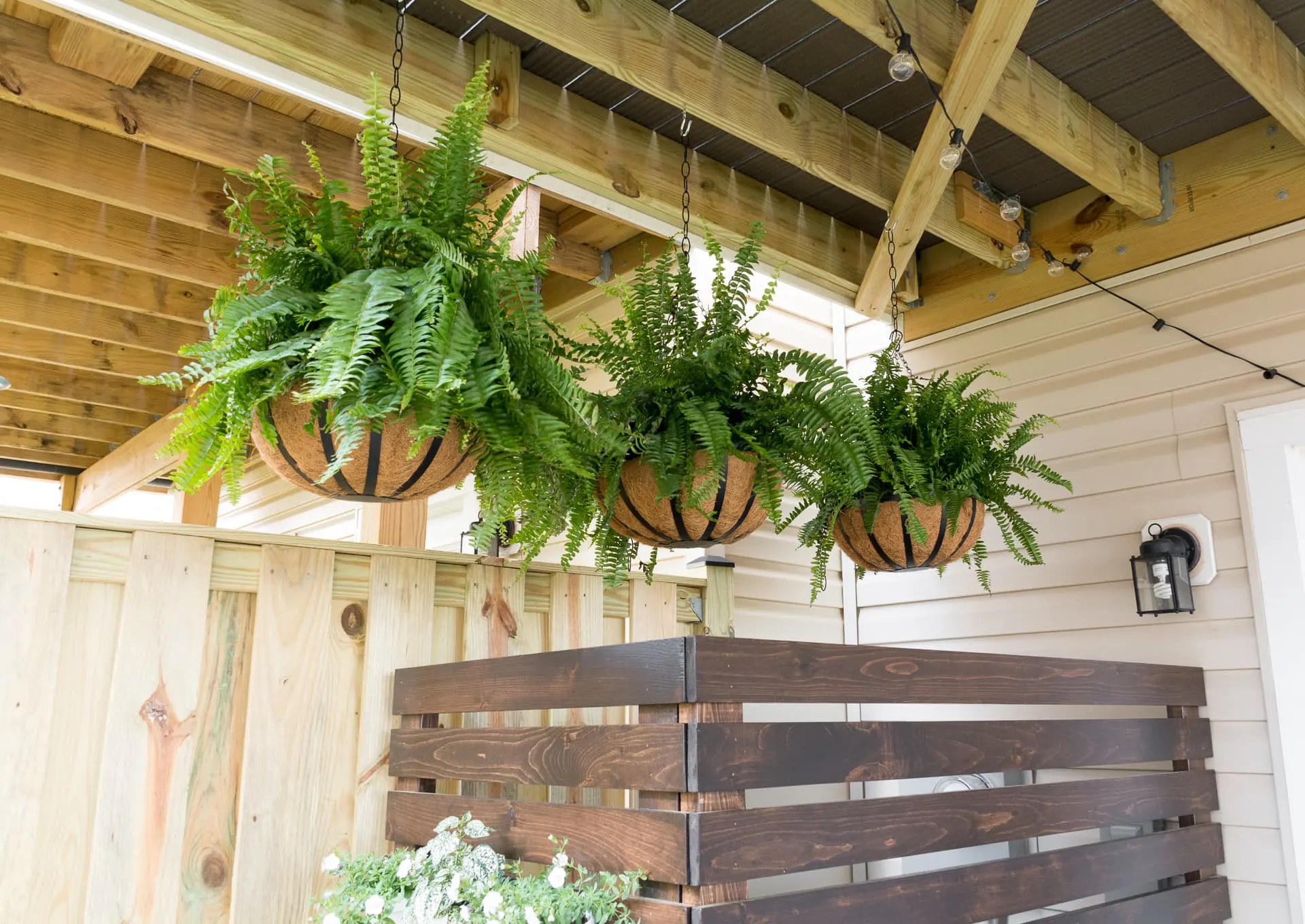 hanging ferns in a backyard