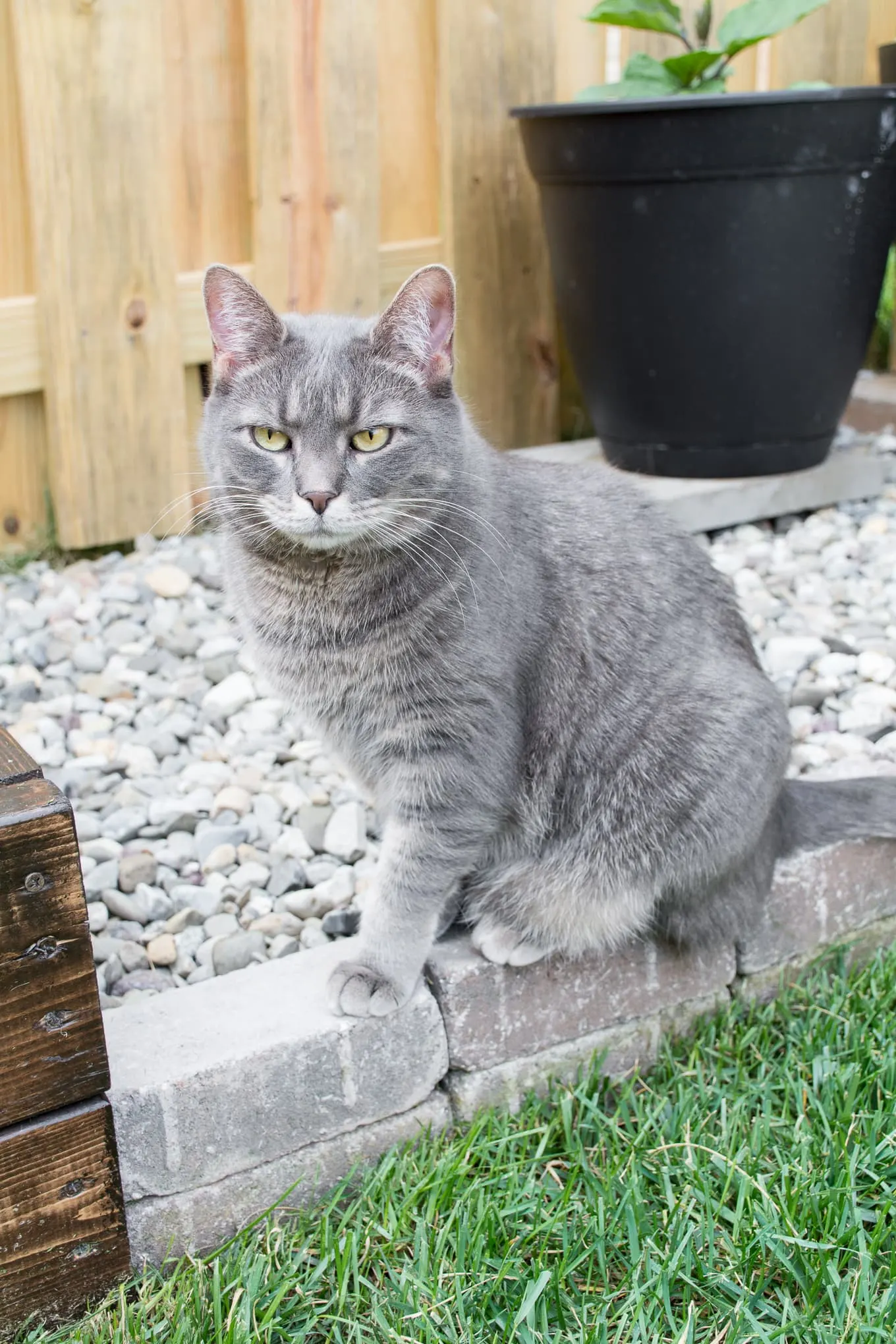 cat sitting on a small stone ledge