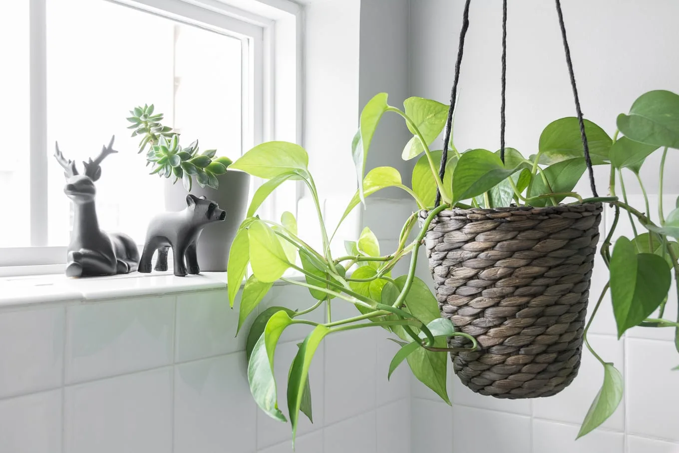 Hanging plant in a bathroom