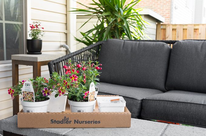 Steps to Prep the Backyard for Spring and Summer