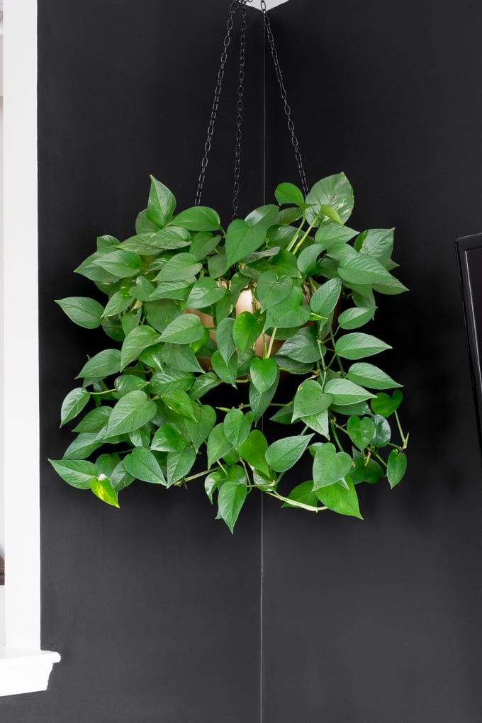 hanging planter made out of a stainless steel bowl