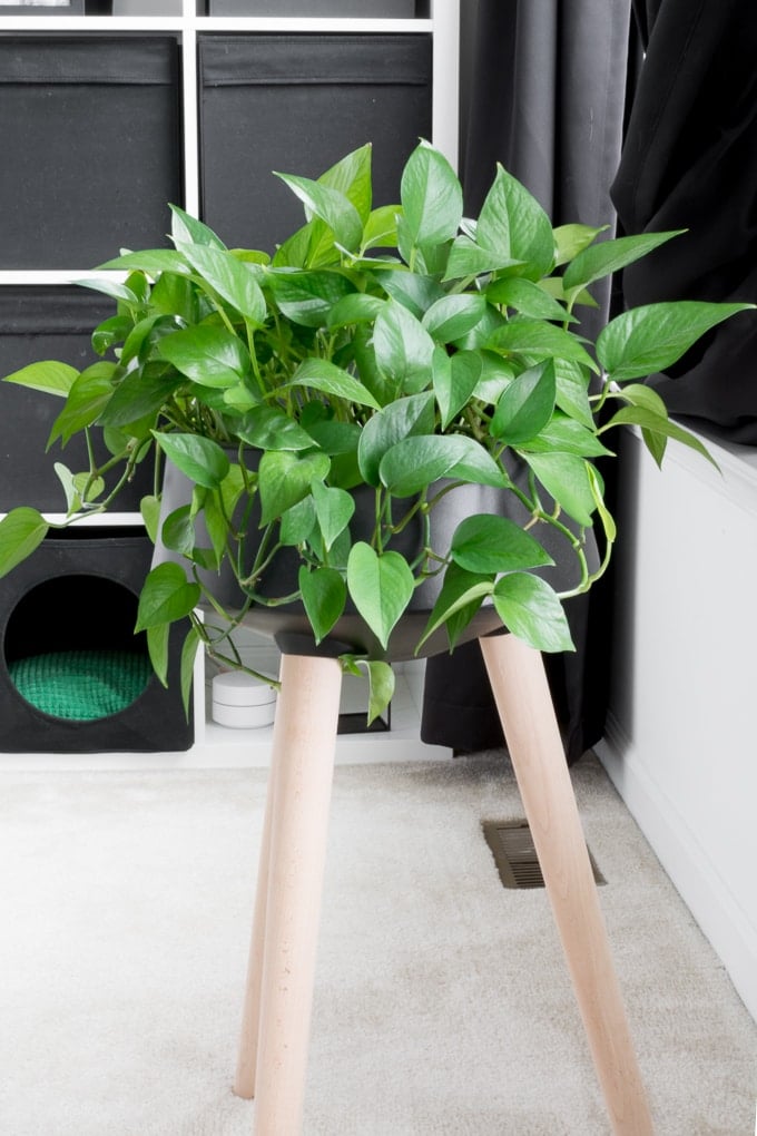 jade pothos in a planter