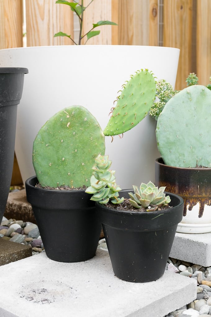 propagating prickly pear cactus