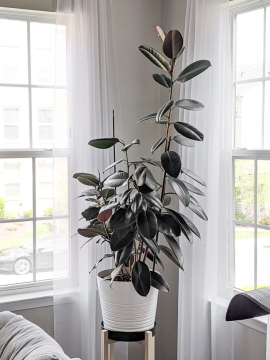 How to care for the glossy, rubber plant, aka ficus elastica