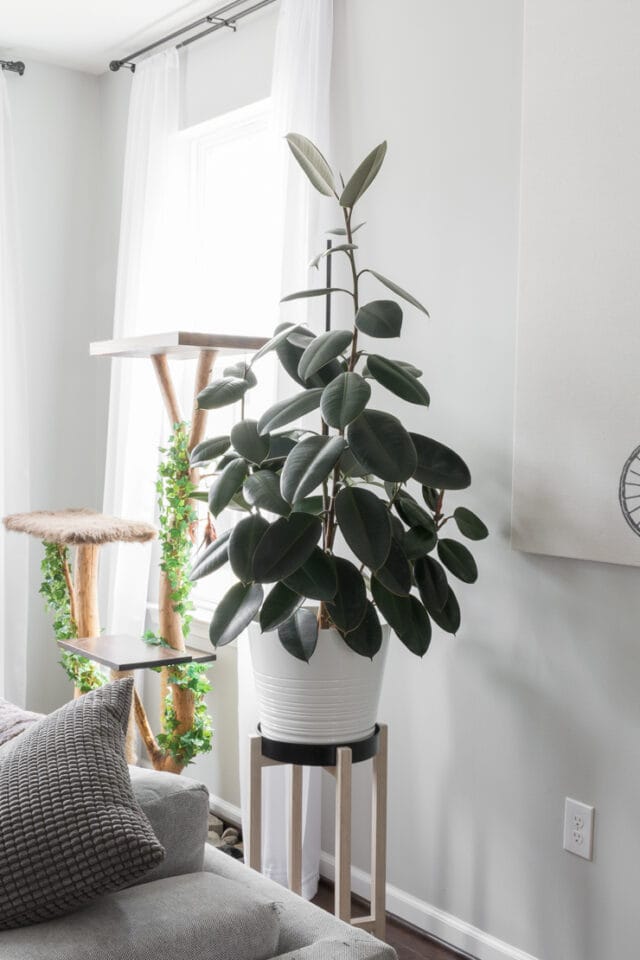 How to care for the glossy, rubber plant, aka ficus elastica