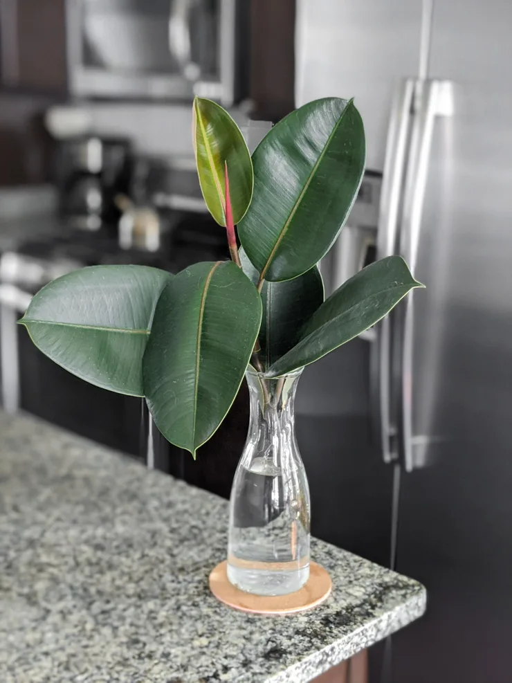 rubber plant cutting in a vase