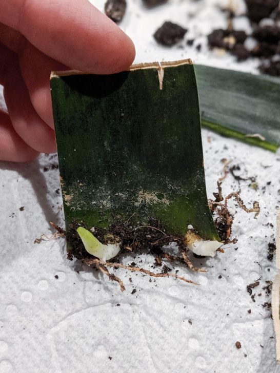 Snake Plant Cutting2 By Brittany Goldwyn Live Creatively