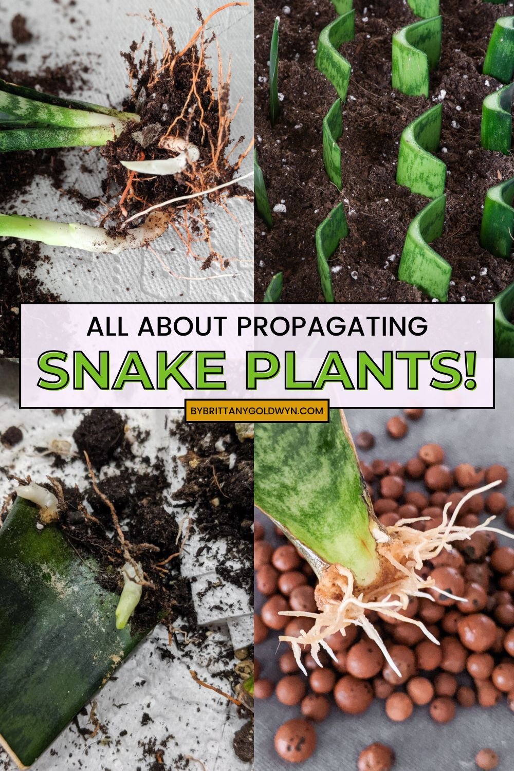collage of plants that says all about propagating snake plants