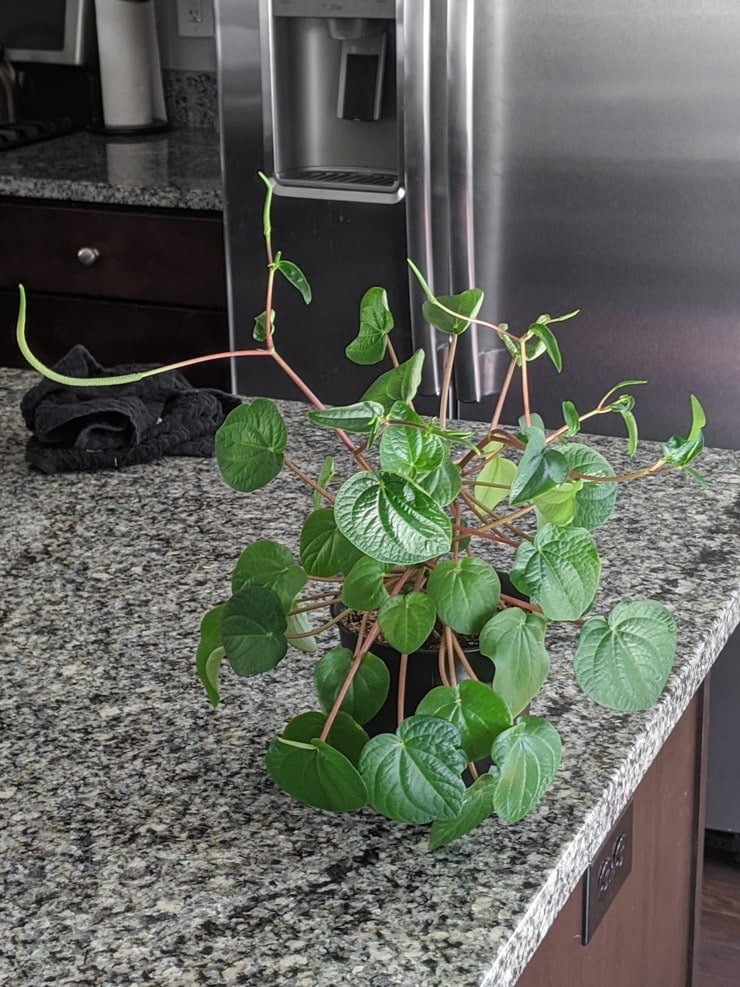 crazy flowering peperomia