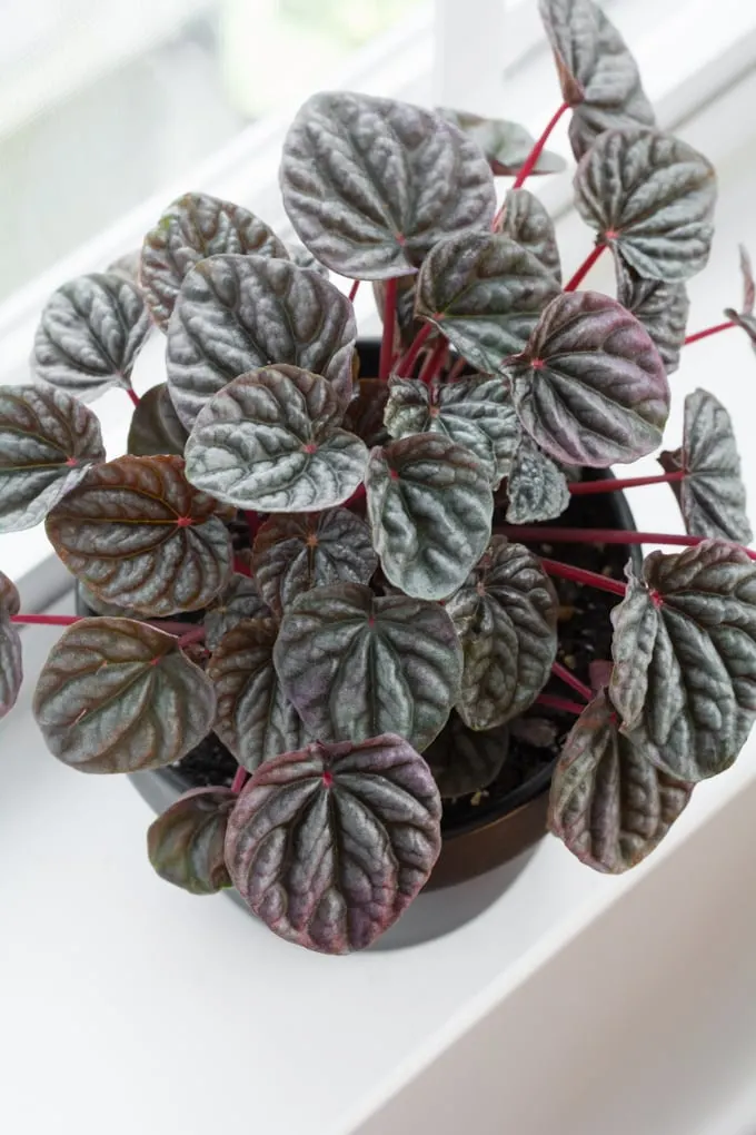beautiful ripple peperomia leaf purple green