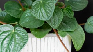 peperomia plant