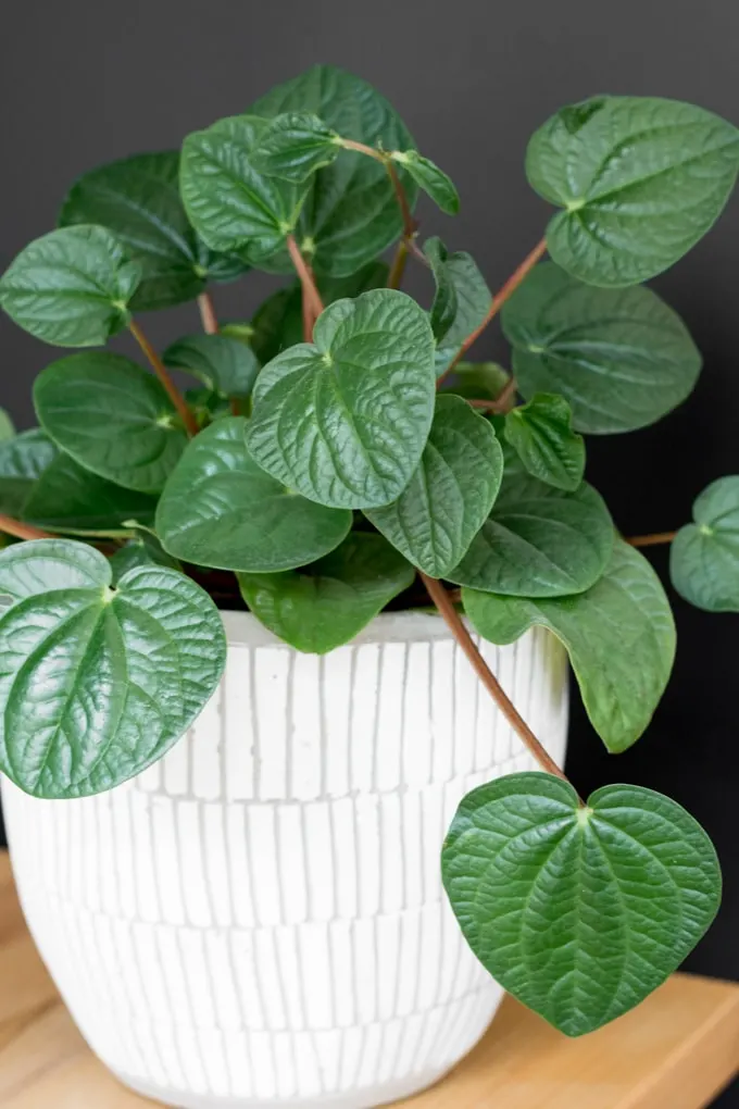peperomia plant