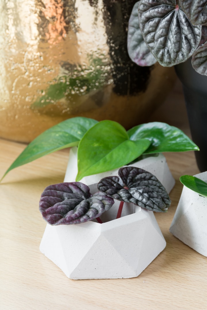 DIY Geometric Concrete Planter Pots