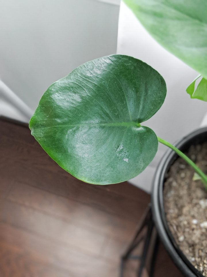 Monstera deliciosa care & how I grew my huge plant indoors!