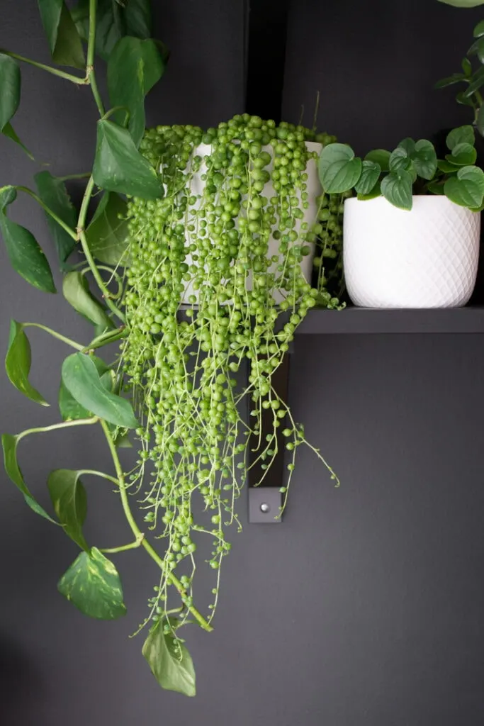 string of pearls plant on a shelf