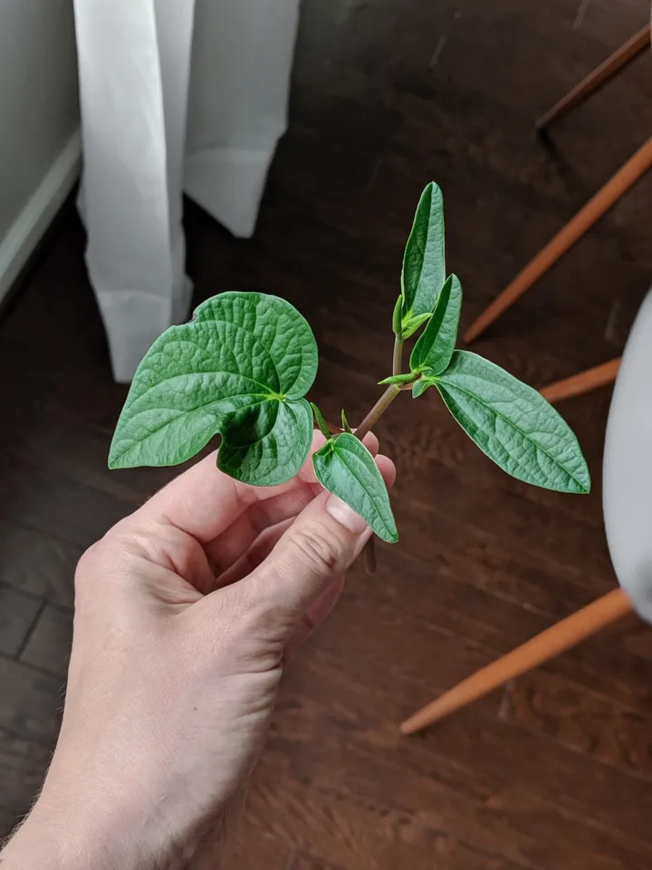 how to propagate peperomia