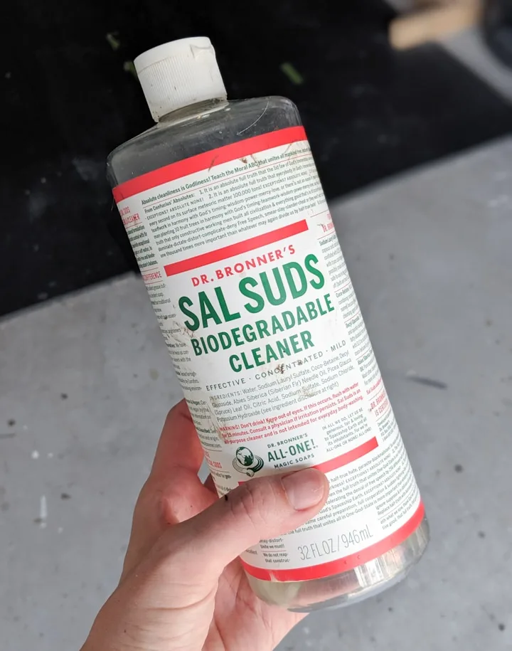 How to Debug Plants to Bring Indoors