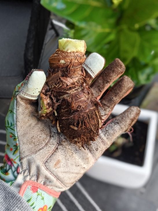 Digging Up & Storing Elephant Ear Bulbs