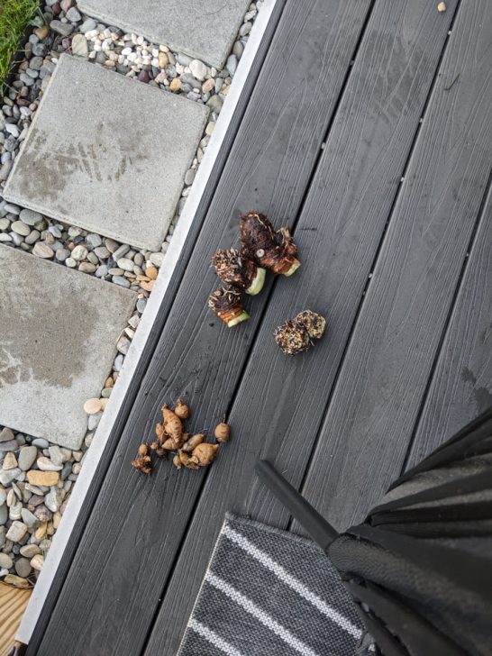 How to dig up and store elephant ear bulbs in the fall!