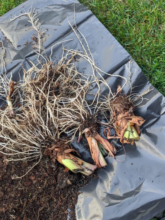 How to dig up and store elephant ear bulbs in the fall!