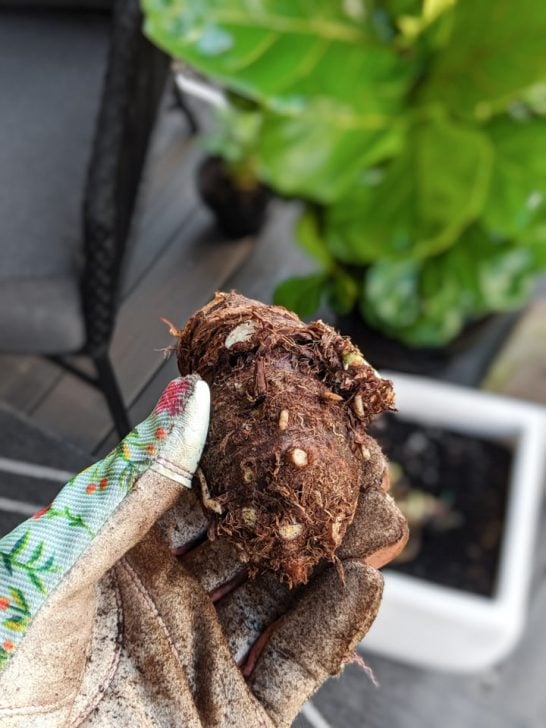 How to dig up and store elephant ear bulbs in the fall!