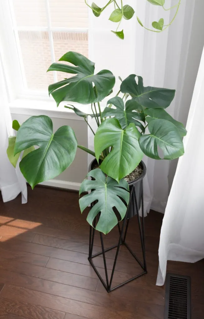 monstera deliciosa
