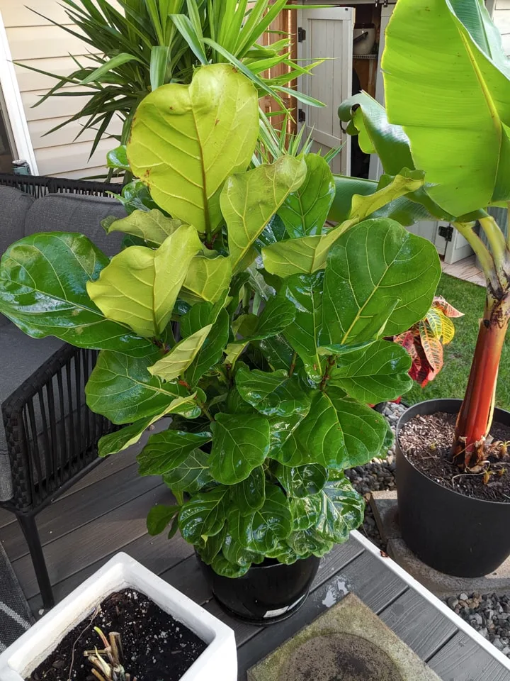 How to Debug large Plants to Bring Indoors