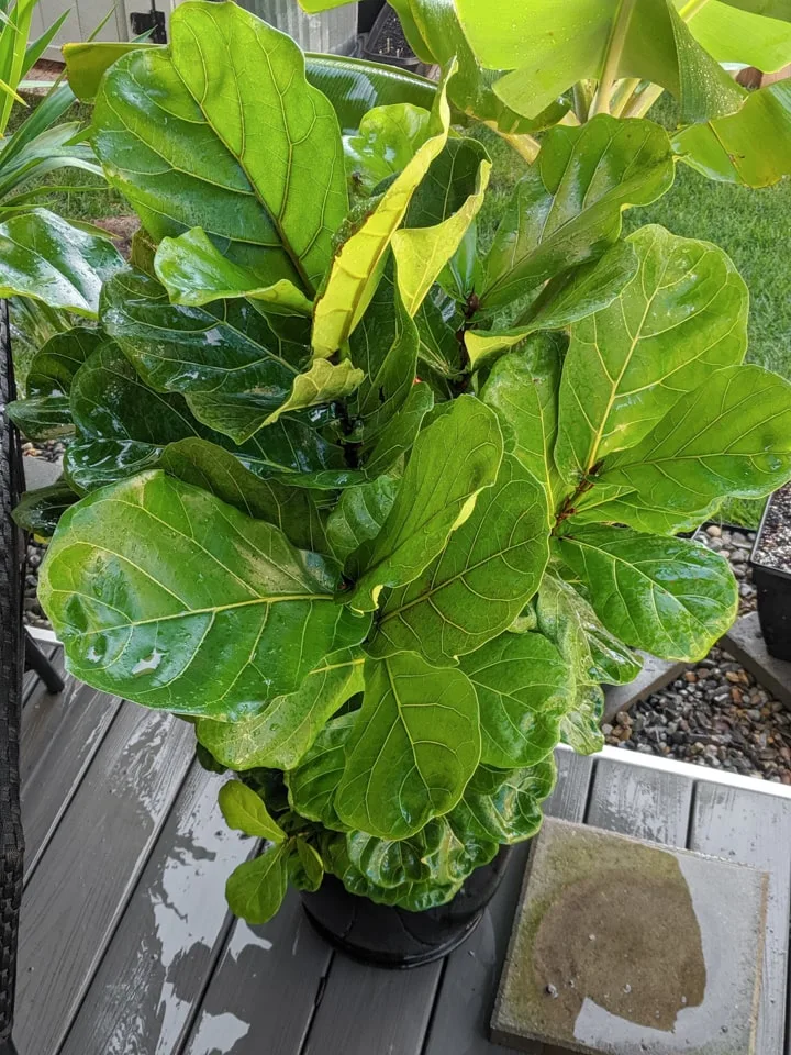 How to Debug large Plants to Bring Indoors