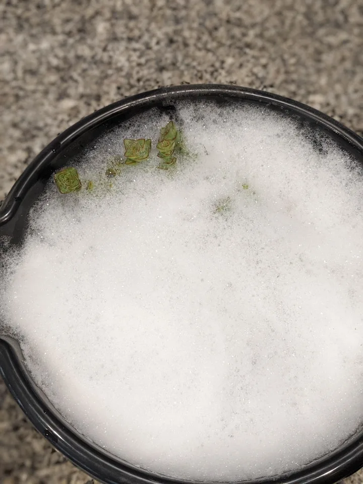 How to Debug Plants to Bring Indoors