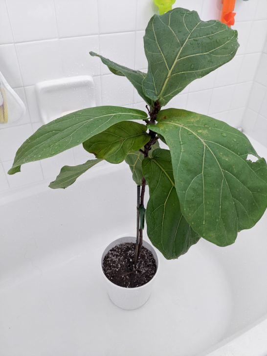 The complete guide to caring for your fiddle leaf fig plant!