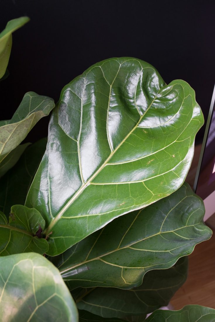 The complete guide to caring for your fiddle leaf fig plant!