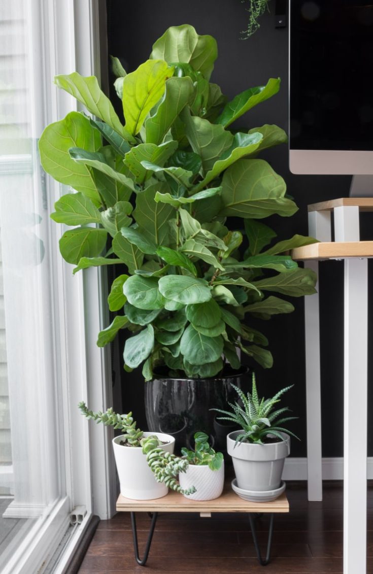 The complete guide to caring for your fiddle leaf fig plant!
