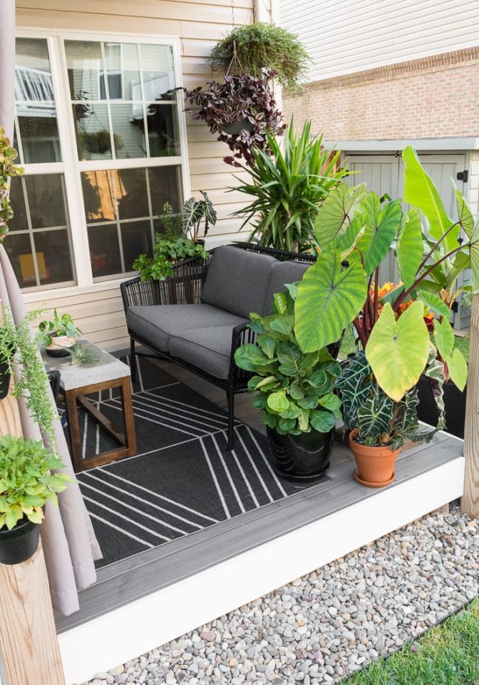 The complete guide to caring for your fiddle leaf fig plant!