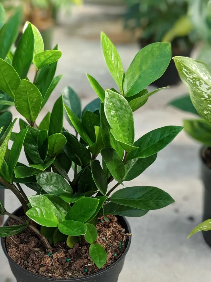 27 How To Propagate Zeezee Plant RaeannArtin