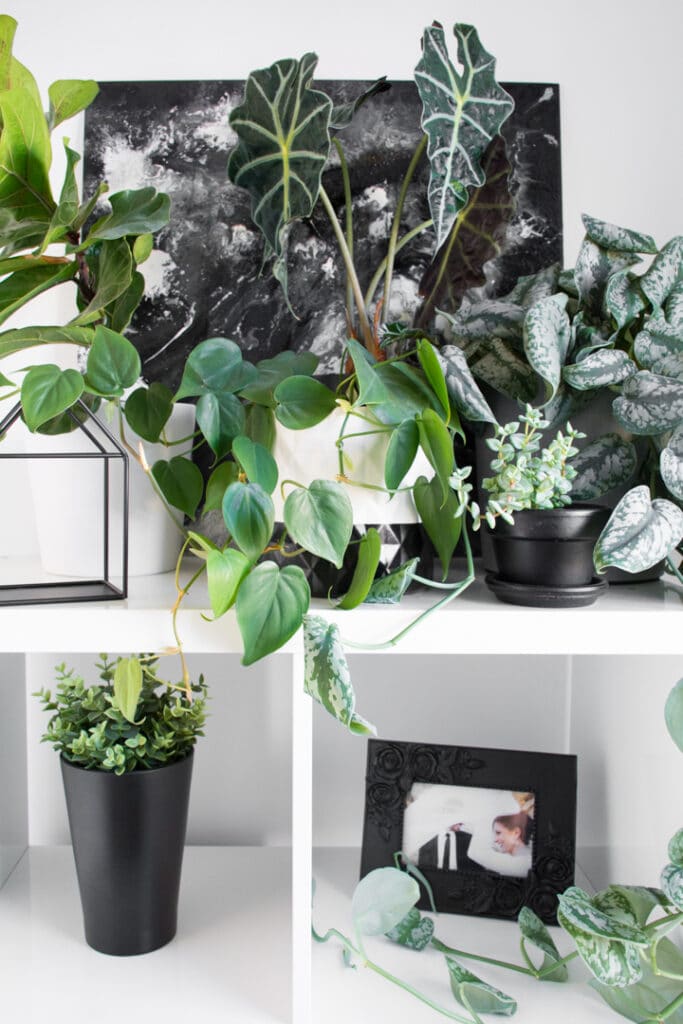 beautiful trailing heart-leaf Philodendron