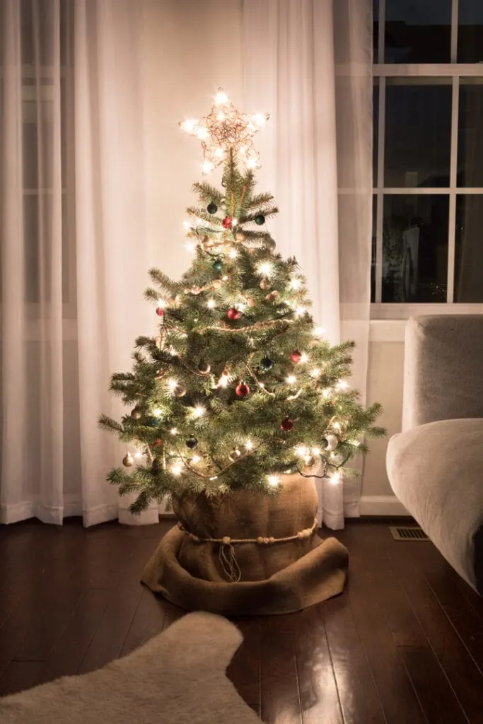 decorated live christmas tree