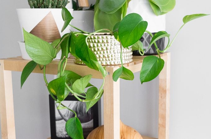 Repurpose an old candle into a planter