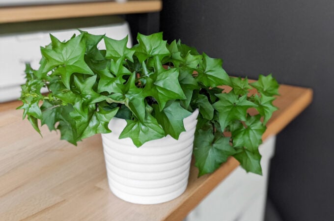 How to care for cape ivy