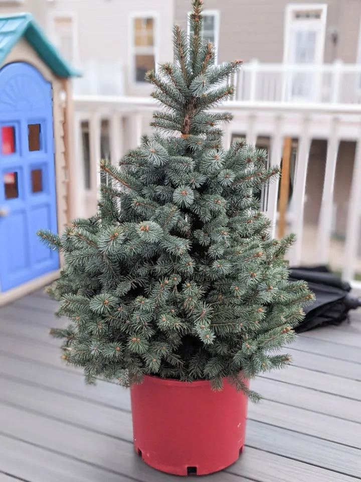 How to Take Care of a Potted Christmas Tree