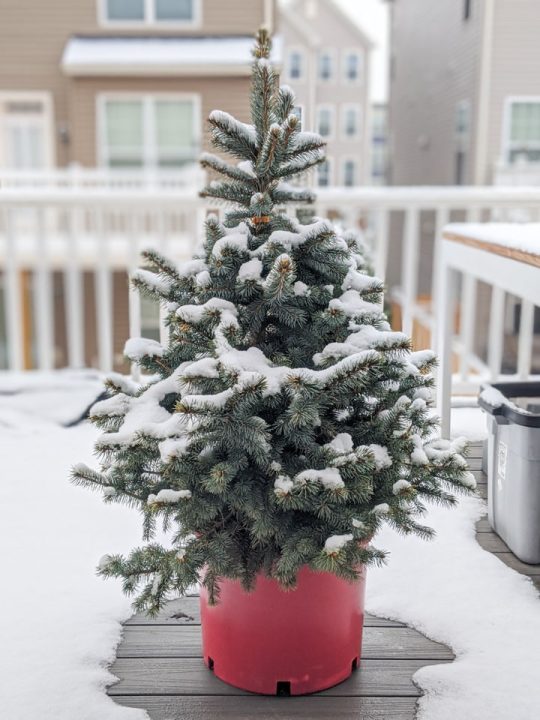 How to Take Care of a Potted Christmas Tree the Right Way